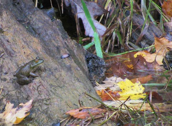 American Bullfrog